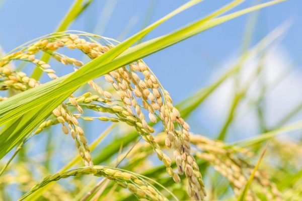 【五分づき精米】金賞受賞 熊本県菊池産ヒノヒカリ５ｋｇ 残留農薬ゼロ 玄米並みの栄養価 消化にやさしく美味しい - Image 3