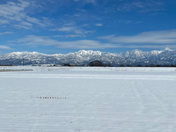パールライス 生産者限定 富山県産 白米 関野さんのコシヒカリ 5kg 令和6年産 - Image 2