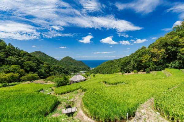 おくさま印 【精米】新潟県北越後産 特別栽培米白米 こしひかり 5kg 令和6年産 - Image 7