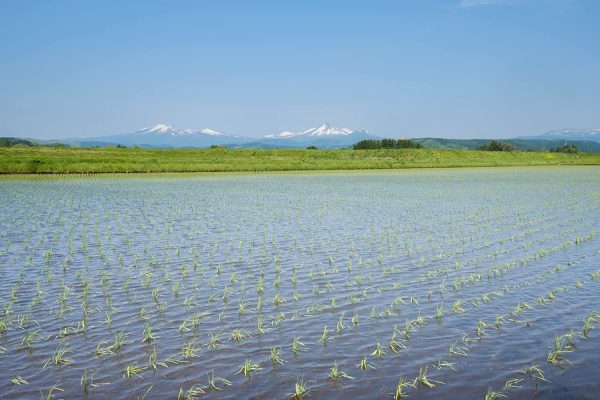 パールライス 青森県産 白米 青天の霹靂 5kg 令和6年産 - Image 3
