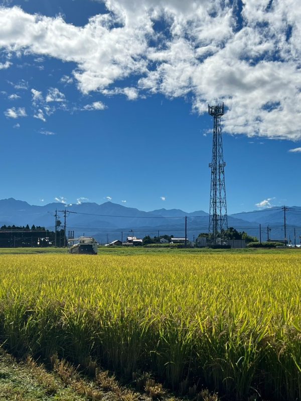 パールライス 生産者限定 富山県産 白米 関野さんのコシヒカリ 5kg 令和6年産 - Image 5