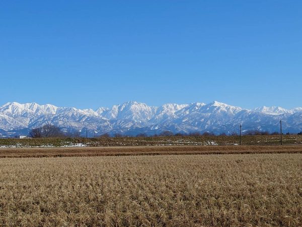 パールライス 生産者限定 富山県産 白米 関野さんのコシヒカリ 5kg 令和6年産 - Image 7