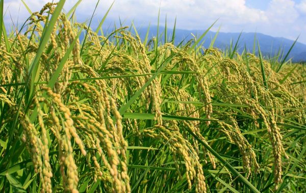 おくさま印 【精米】新潟県北越後産 特別栽培米白米 こしひかり 5kg 令和6年産 - Image 6