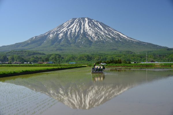 パールライス 北海道産 無洗米 ななつぼし 5kg 令和6年産 - Image 3