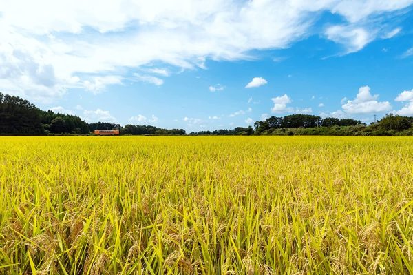 パールライス 青森県産 白米 青天の霹靂 5kg 令和6年産 - Image 2