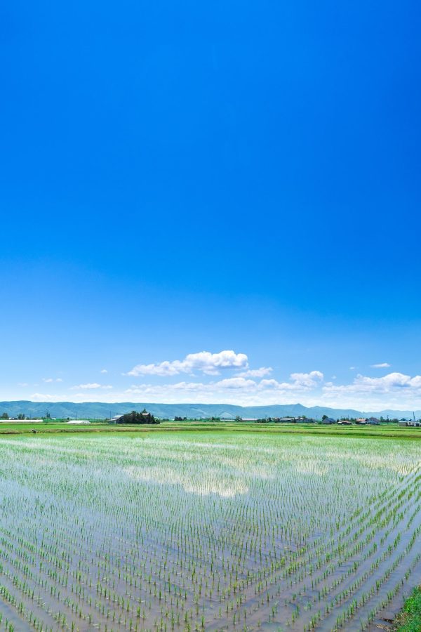 パールライス 北海道産 無洗米 ななつぼし 5kg 令和6年産 - Image 4
