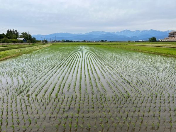 パールライス 生産者限定 富山県産 白米 関野さんのコシヒカリ 5kg 令和6年産 - Image 6