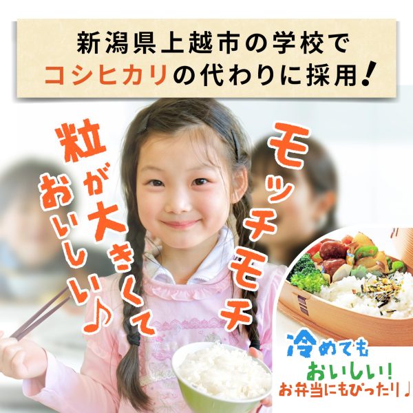 【無洗米 令和6年度産新米】 無洗米 新潟県産 つきあかり 白米 5kg プロ認定の厳選米 一等米 - Image 5