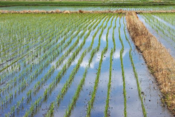 パールライス 山形県産 白米 雪若丸 2kg 令和6年産 - Image 6