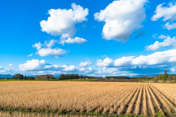パールライス 北海道産 白米 ゆめぴりか 5kg 令和6年産 - Image 6