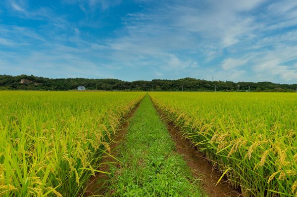 新米【精米】令和6年産 宮城県一迫産限定米 つや姫 5kg - Image 3