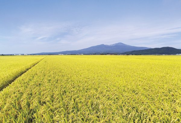 パールライス 山形県産 白米 雪若丸 2kg 令和6年産 - Image 4